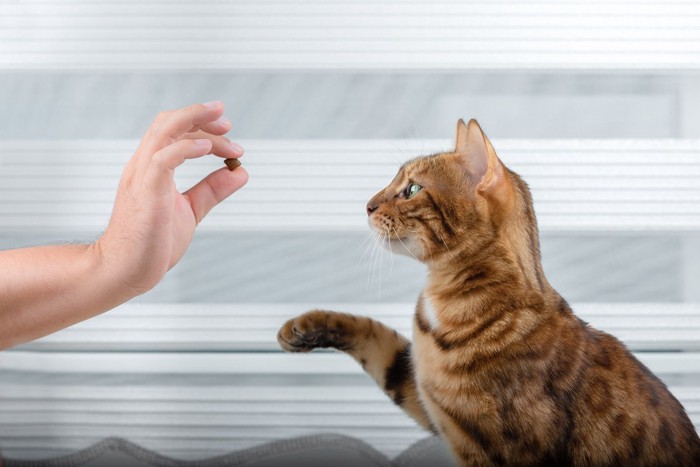 おやつを食べたがる猫