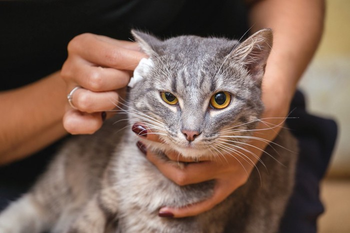 女性に耳掃除をされている猫