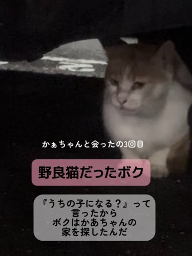 下を見る猫