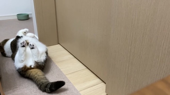 仰向けの猫