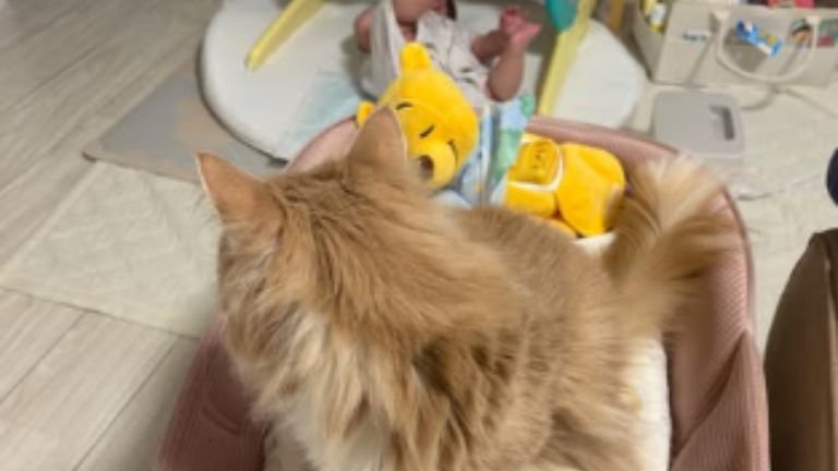 猫と赤ちゃん