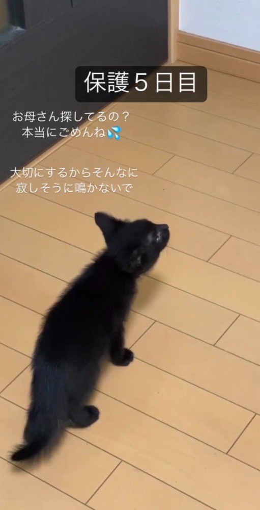 むぎちゃん