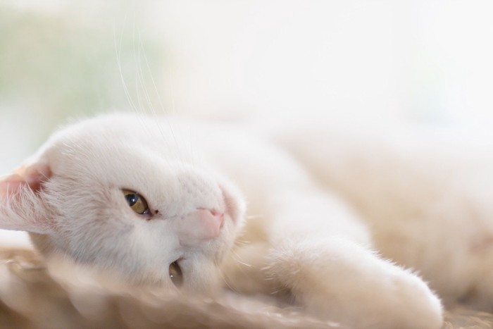 まぶたを半分閉じて横向きに寝る猫