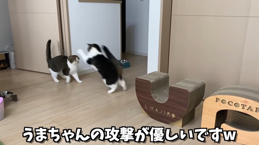 飛びかかる猫