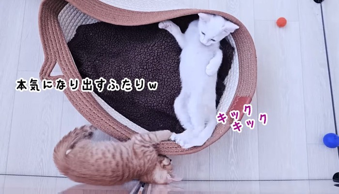 キックキック