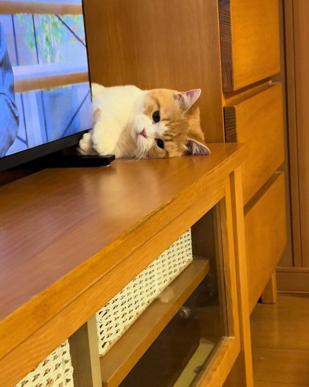 手を交差する子猫