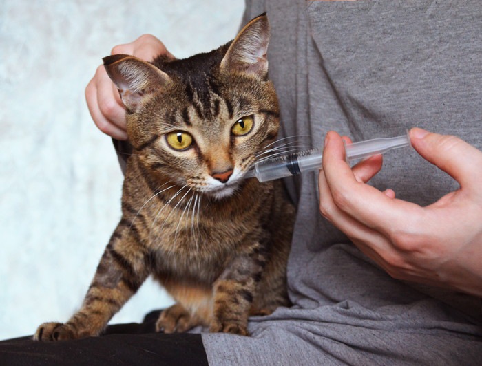 口からシリンジで栄養を与えられている猫