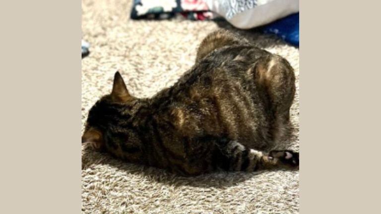 寝ている猫