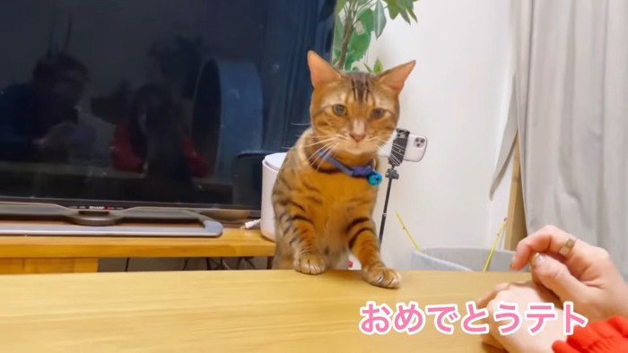 こたつに前足をついて立つ猫