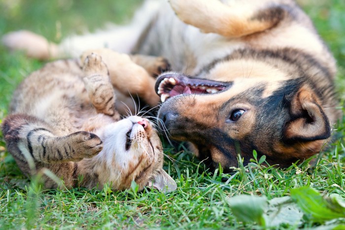 寝転んでいる猫と犬