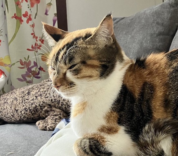 うとうとしている猫