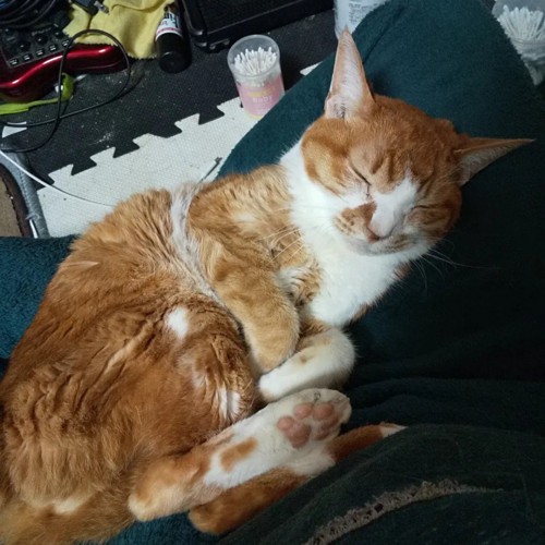 丸くなって寝る猫