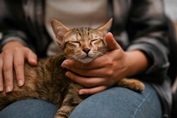 リラックス中の猫