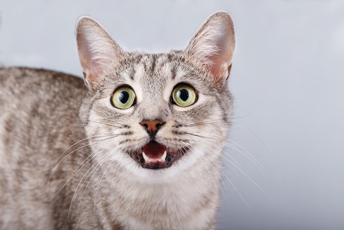 訴えるように鳴く猫の顔アップ