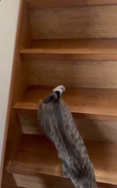 駆け寄る