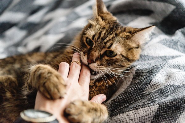 猫に噛まれる飼い主の手