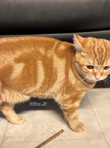 横向きの猫