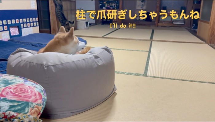 壁の柱で爪を研ぐ猫