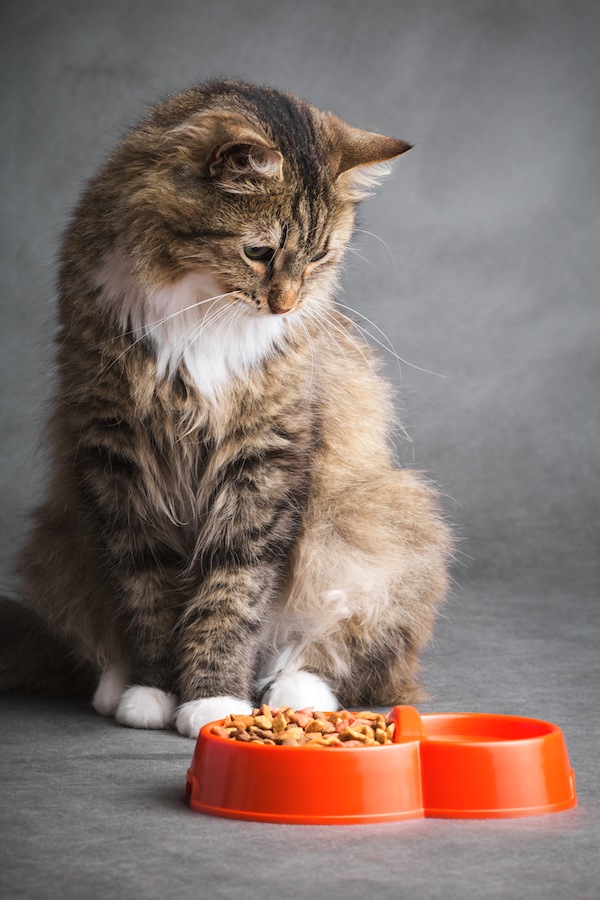 餌を見つめる猫