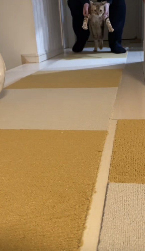 二足歩行する猫の写真1