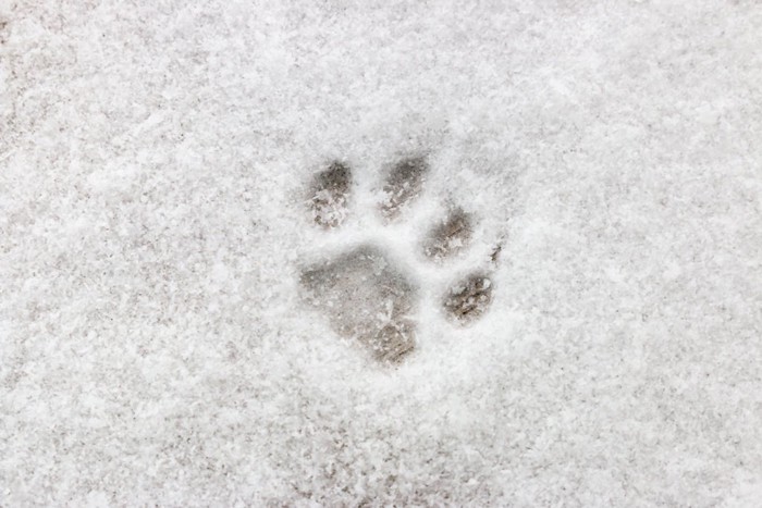 雪の上の猫の足跡