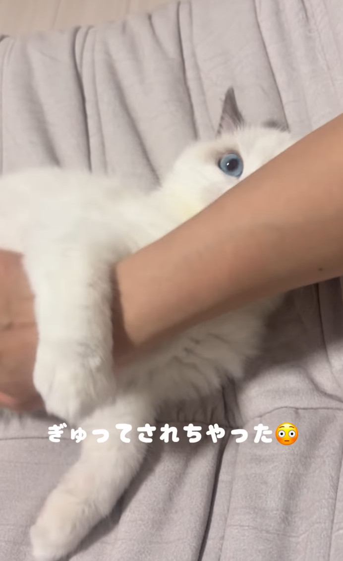 ママさんの腕を掴む子猫