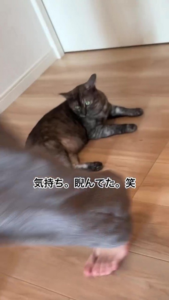 地面に寝そべる猫