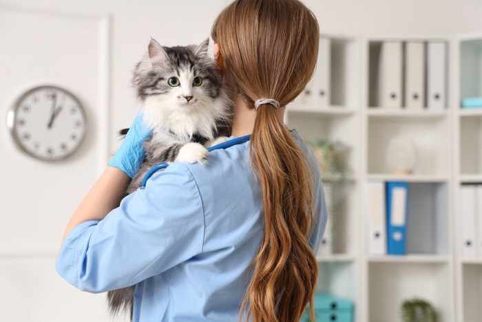 医師に連れていかれる猫