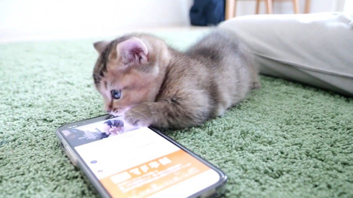 スマホを操作する子猫