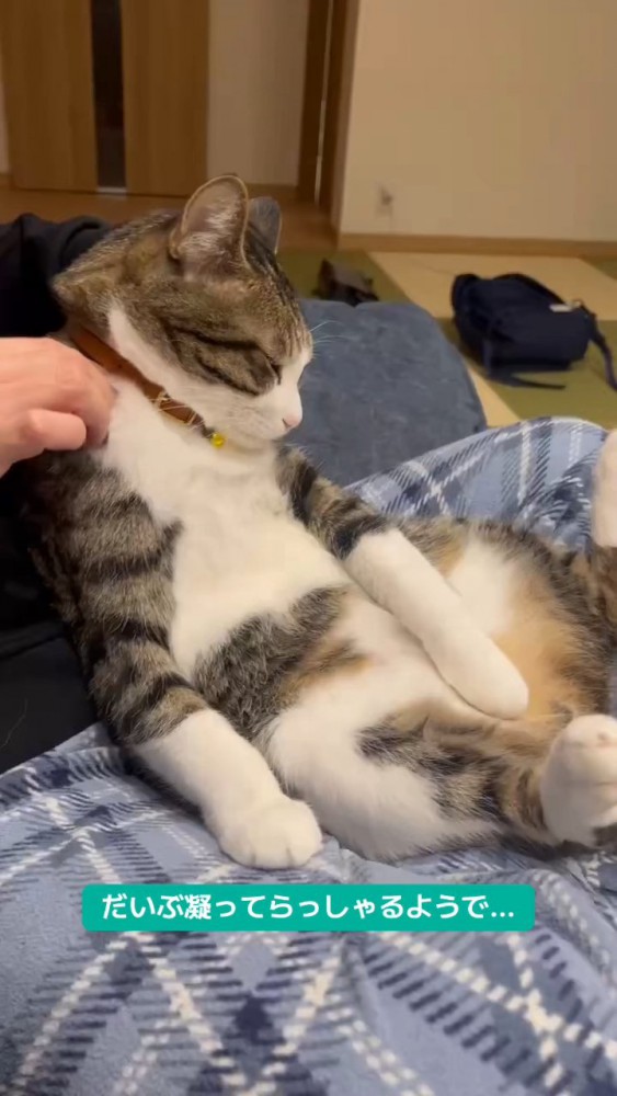 肩揉みされている猫さん