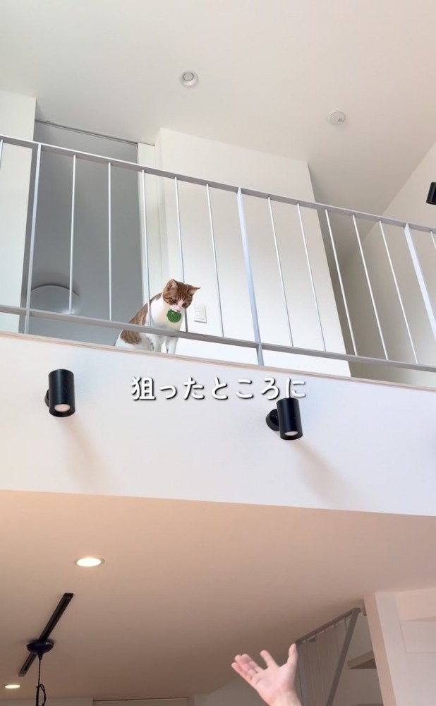 2階からボールを落とす茶トラ白猫