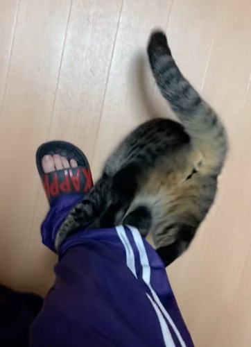後ろ足でキックする猫