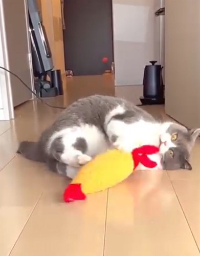 前足と後ろ足で器用にぬいぐるみを掴む猫