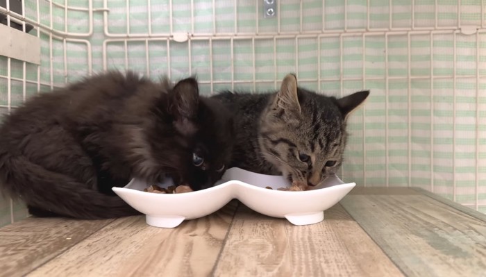 ご飯中