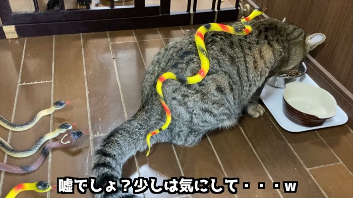 背中にオモチャのヘビが乗っている猫