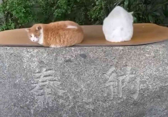 ボス猫たち