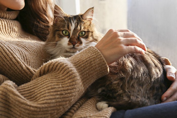 飼い主の上で寛ぐ猫