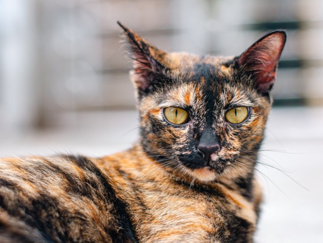 べっこう猫