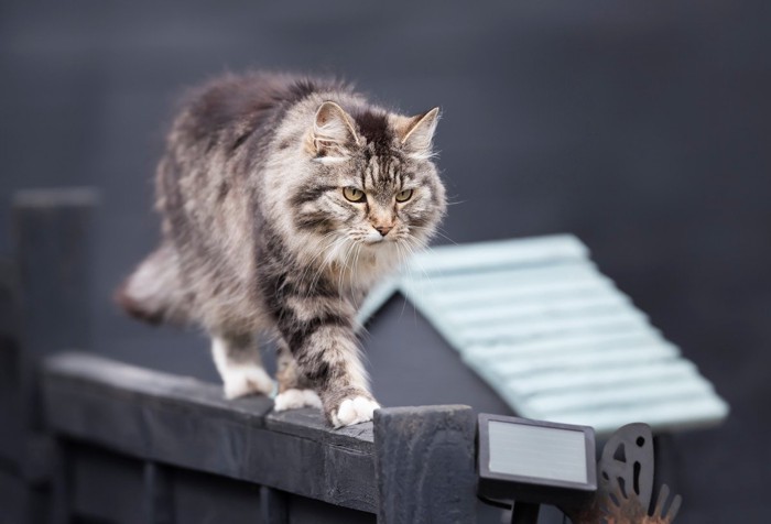 塀の上を歩く猫