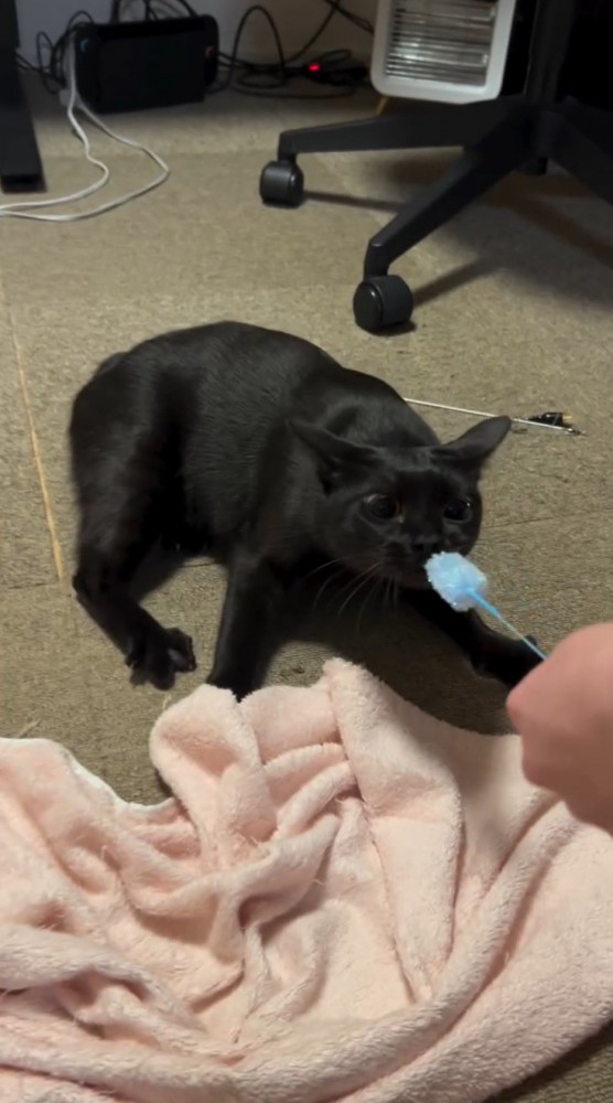 耳を倒しながらねこじゃらしを咥える猫