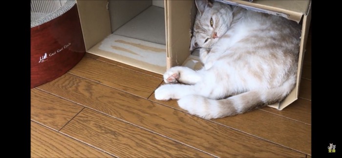 箱の中で寝る猫