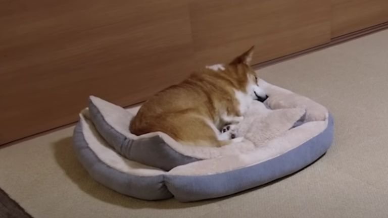 眠っている犬