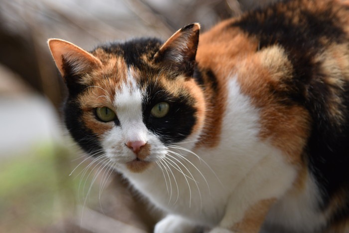 オスの三毛猫