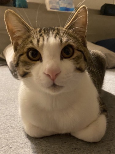 香箱座りで飼い主じっと見る猫