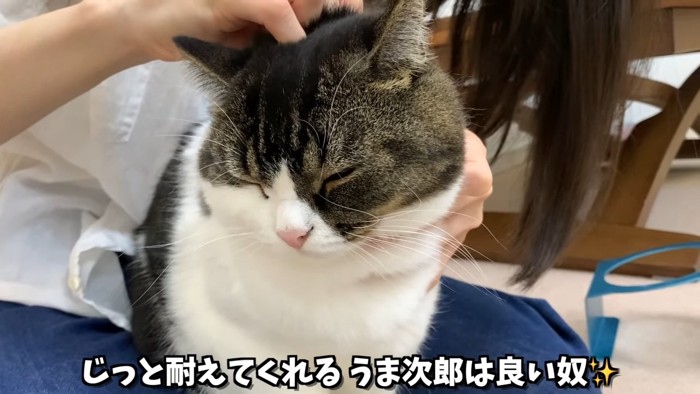 首に薬をつけられる猫