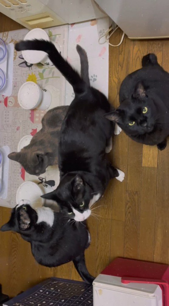 皿の前に集まる猫たち