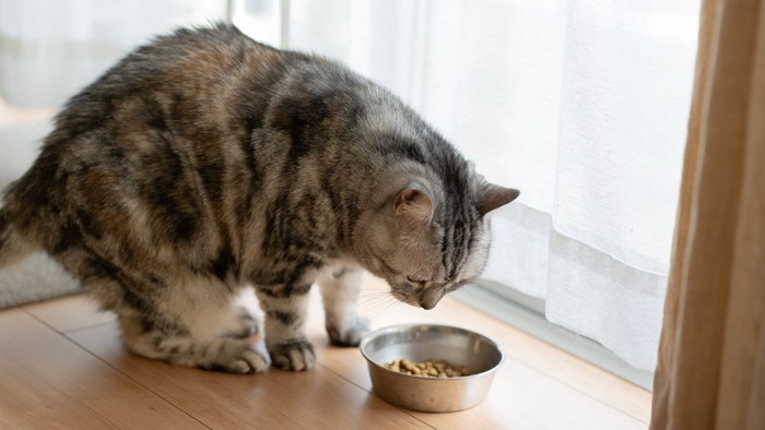 食べ物を残す猫