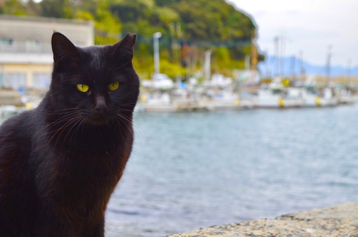 藍島の猫