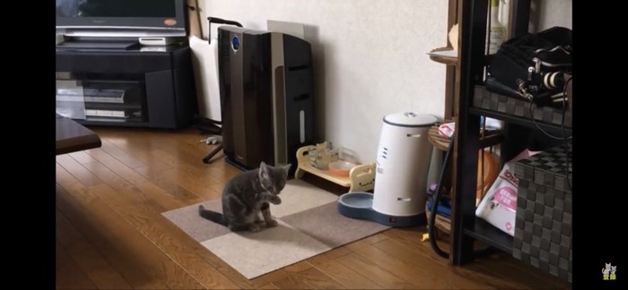 座って手を舐める猫