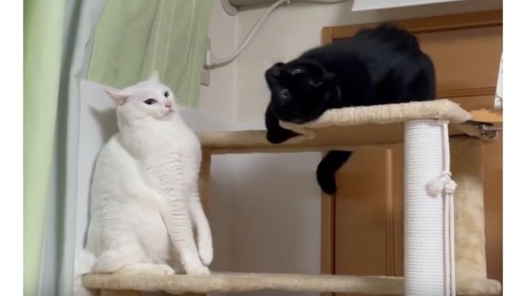 キャットタワーにいる猫たち